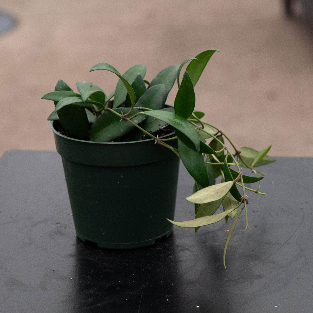 Gabriella Plants Hoya 4" Hoya 'Rosita'