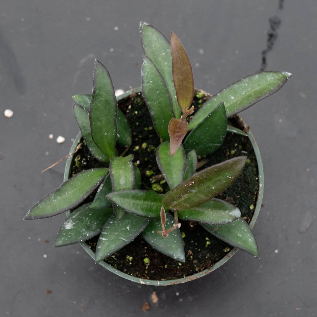 Gabriella Plants Hoya 4" Hoya 'Rosita'