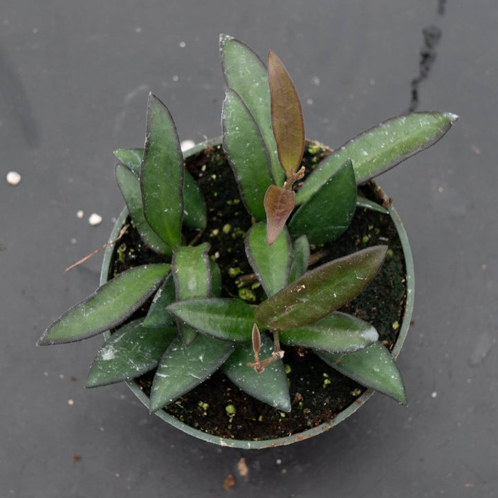 Gabriella Plants Hoya 4" Hoya 'Rosita'