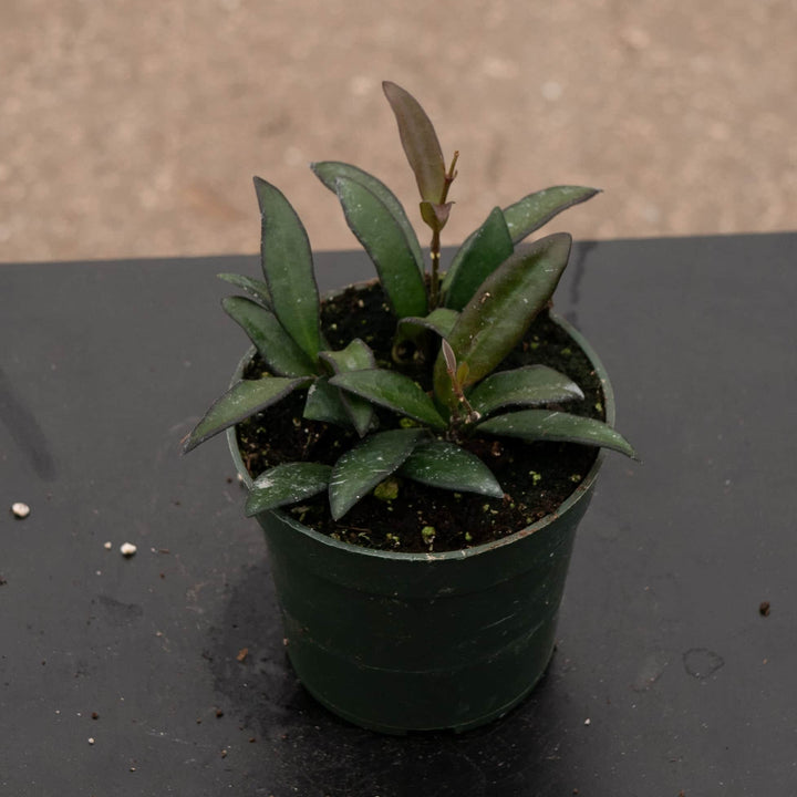 Gabriella Plants Hoya 4" Hoya 'Rosita'