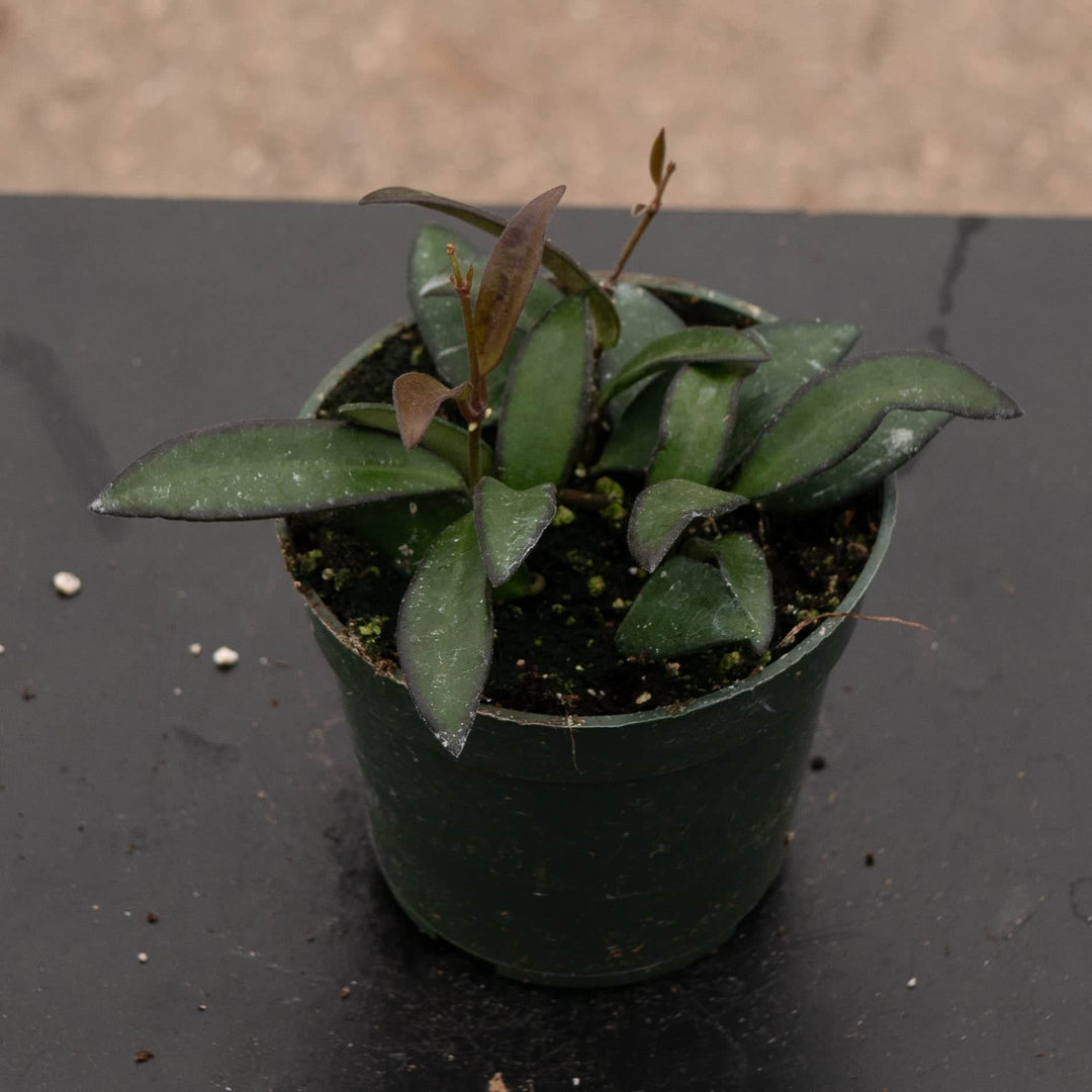 Gabriella Plants Hoya 4" Hoya 'Rosita'