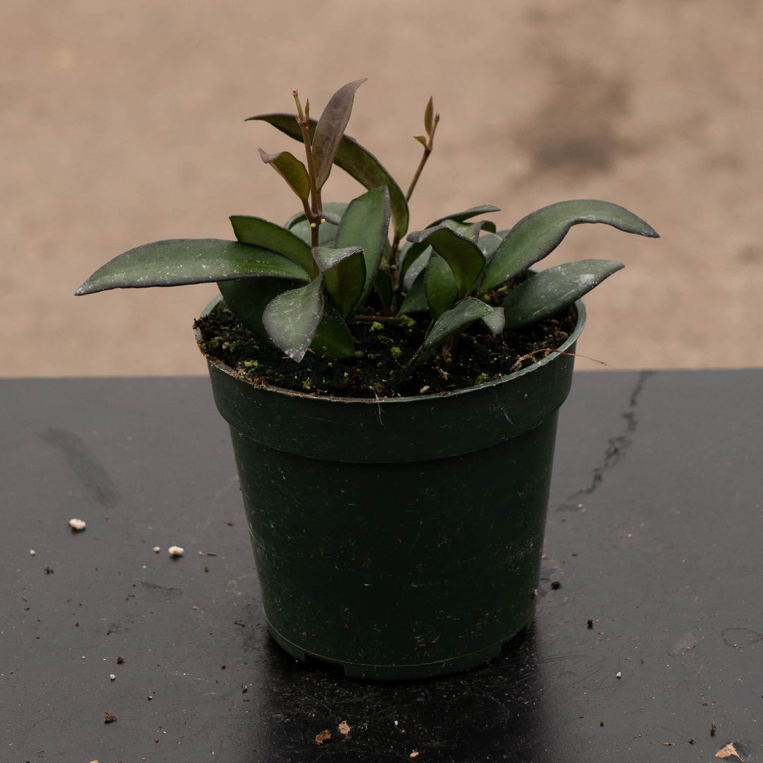 Gabriella Plants Hoya 4" Hoya 'Rosita'