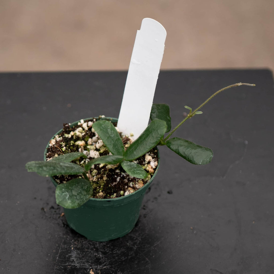 Gabriella Plants Hoya 3" Hoya rotundiflora