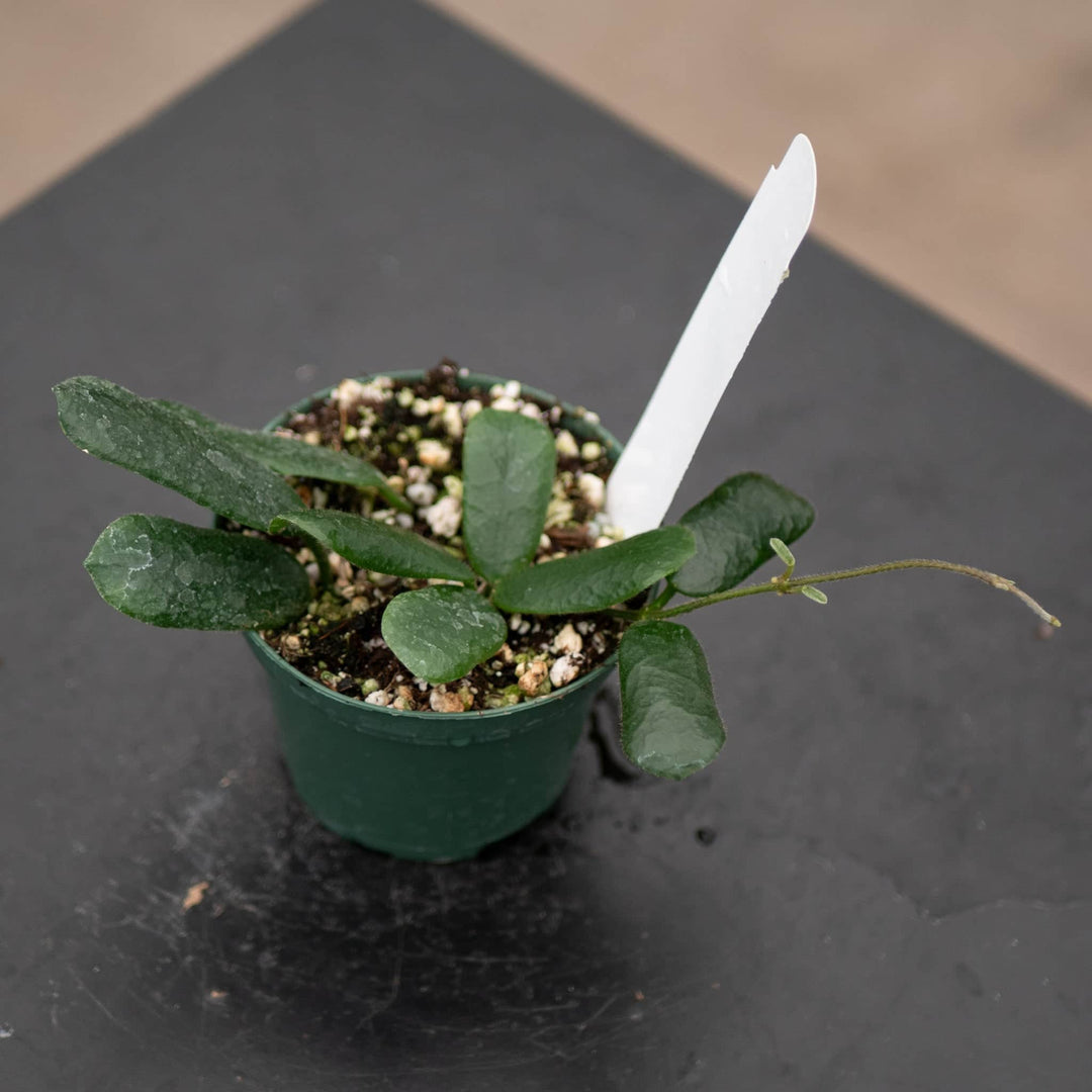 Gabriella Plants Hoya 3" Hoya rotundiflora