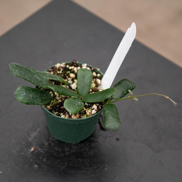 Gabriella Plants Hoya 3" Hoya rotundiflora