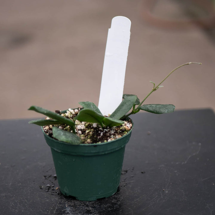 Gabriella Plants Hoya 3" Hoya rotundiflora