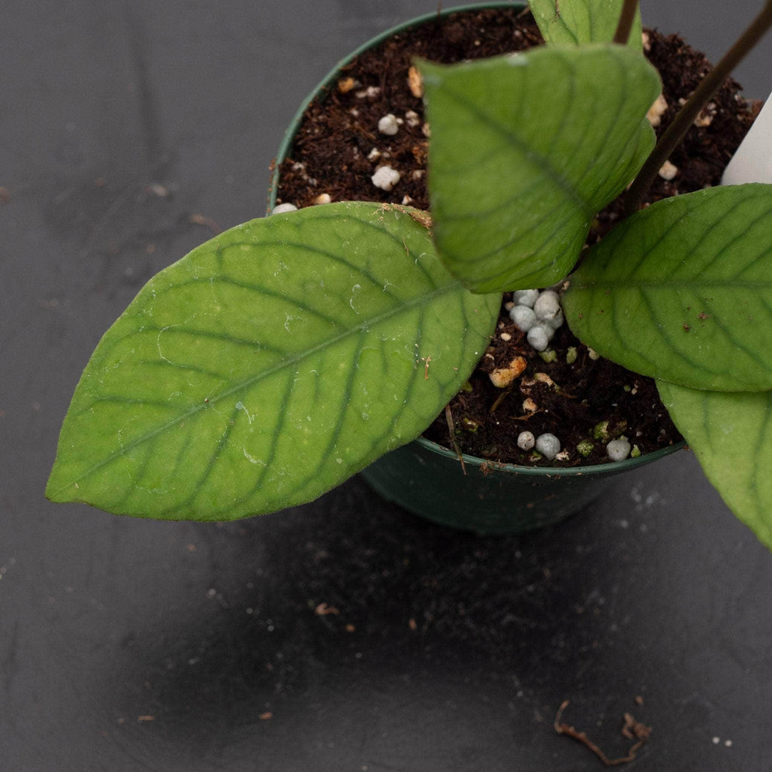 Gabriella Plants Hoya RP-013