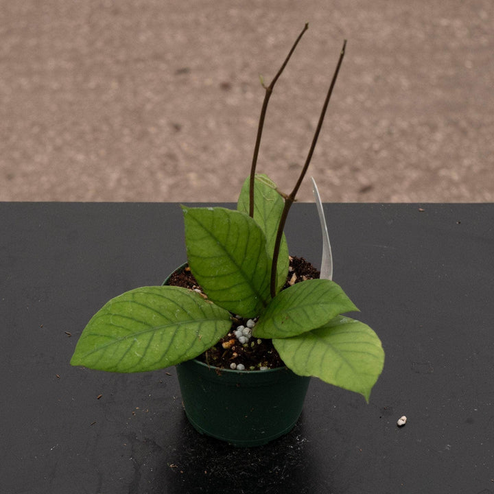 Gabriella Plants Hoya RP-013