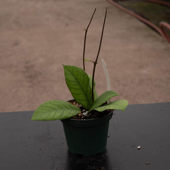 Gabriella Plants Hoya RP-013