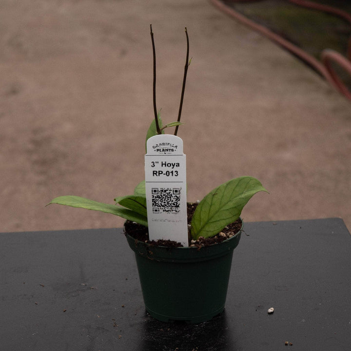 Gabriella Plants Hoya RP-013