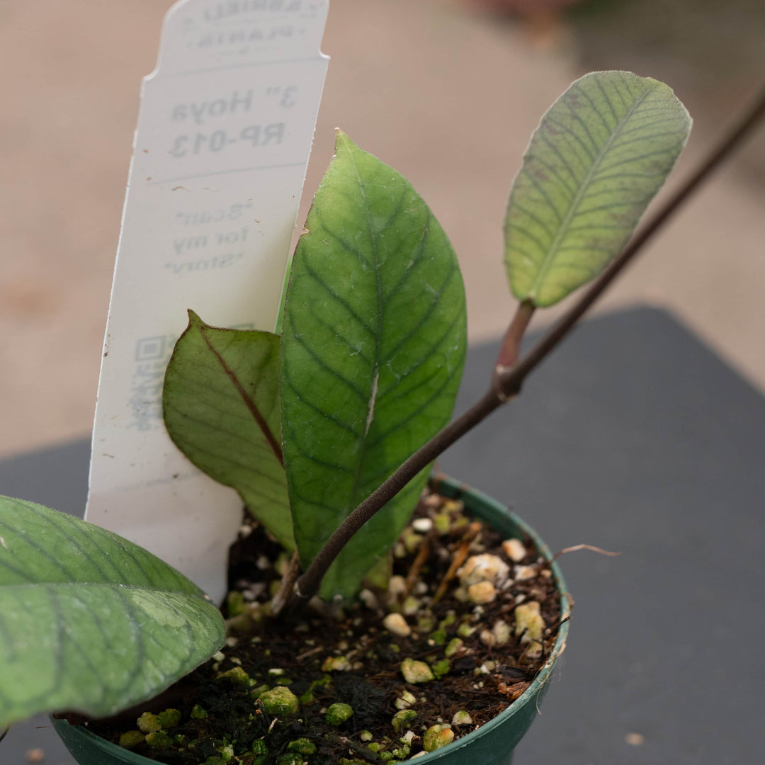 Gabriella Plants Hoya RP-013