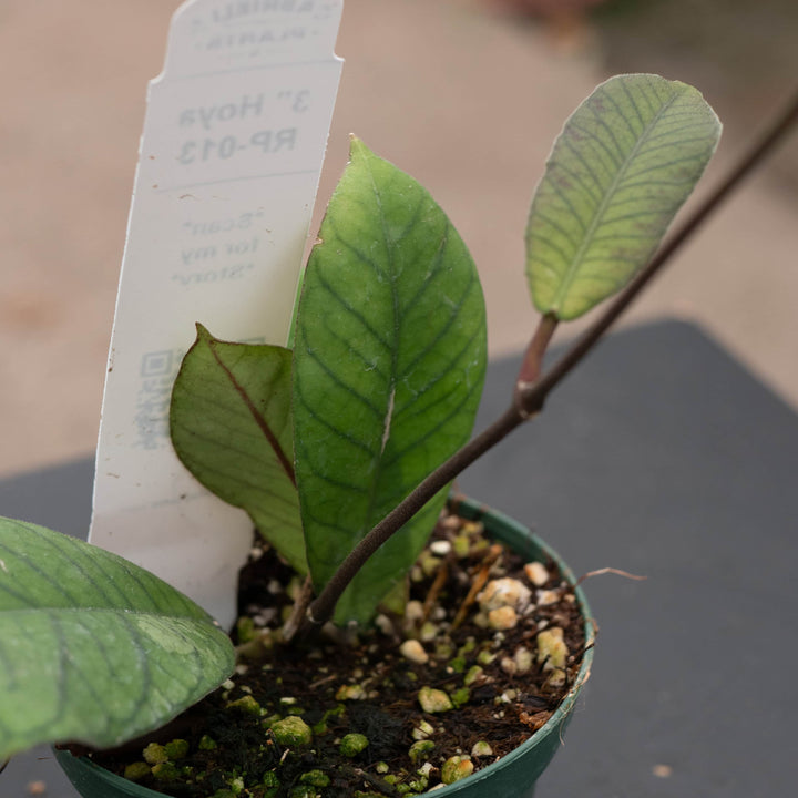 Gabriella Plants Hoya RP-013