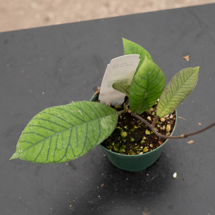 Gabriella Plants Hoya RP-013