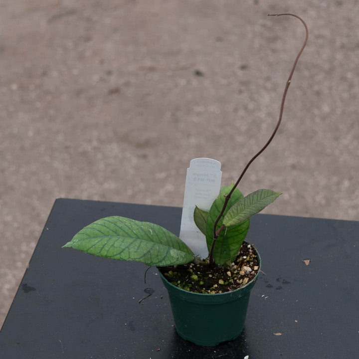 Gabriella Plants Hoya RP-013