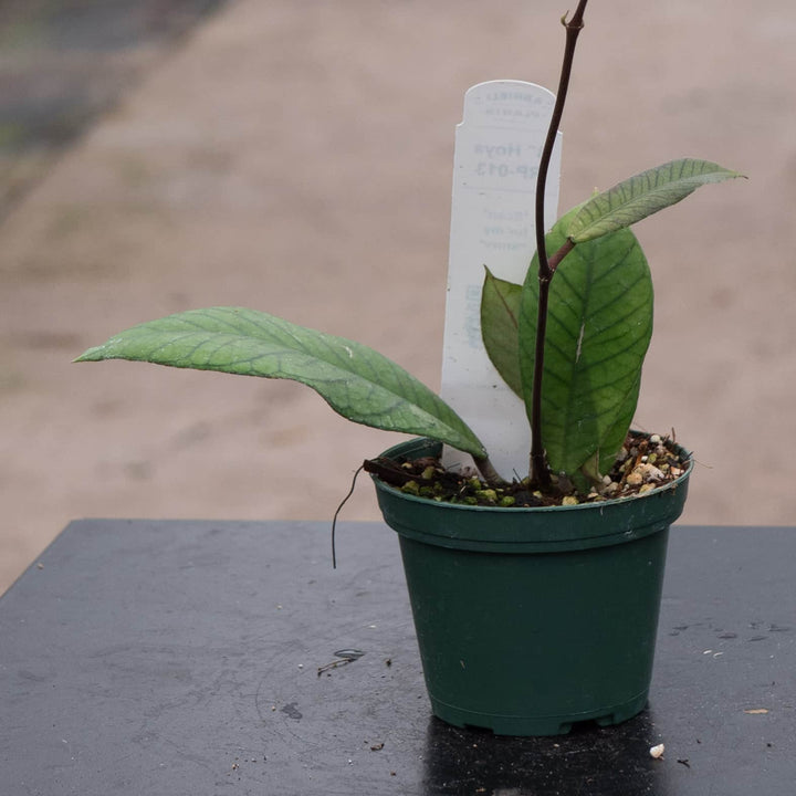 Gabriella Plants Hoya RP-013