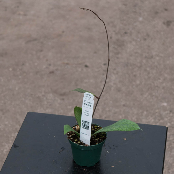 Gabriella Plants Hoya RP-013