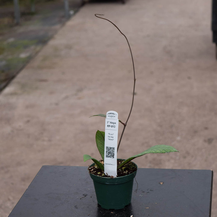 Gabriella Plants Hoya RP-013