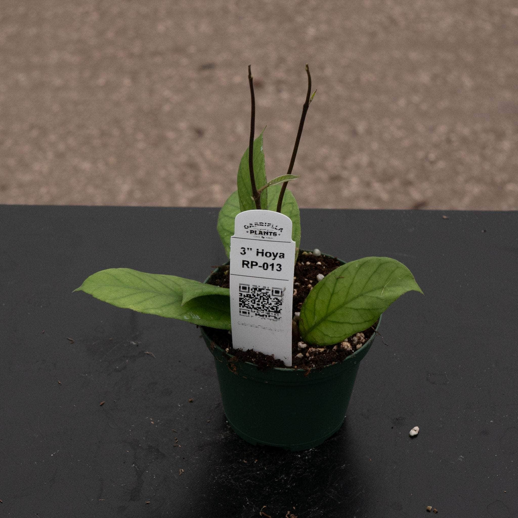 Hoya RP-013 - Gabriella Plants