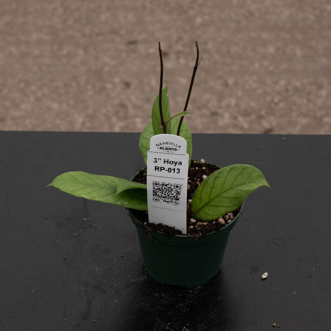 Gabriella Plants 3" Hoya RP-013