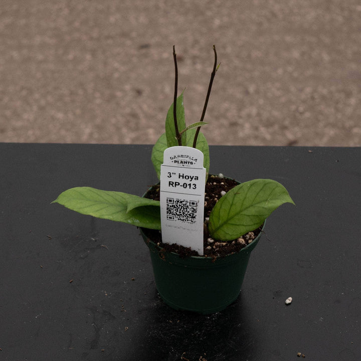 Gabriella Plants 3" Hoya RP-013