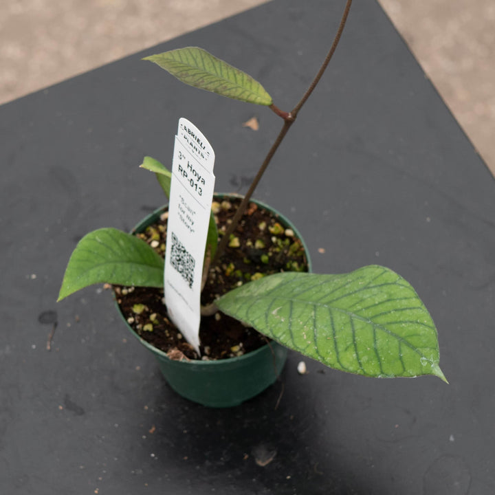 Gabriella Plants 3" Hoya RP-013