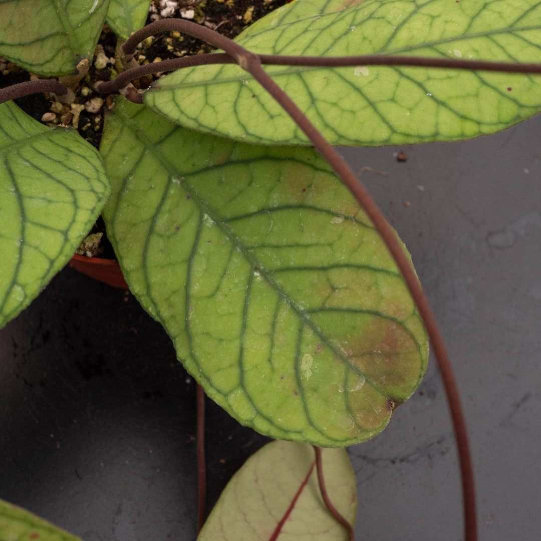 Gabriella Plants 4" Hoya RP-013