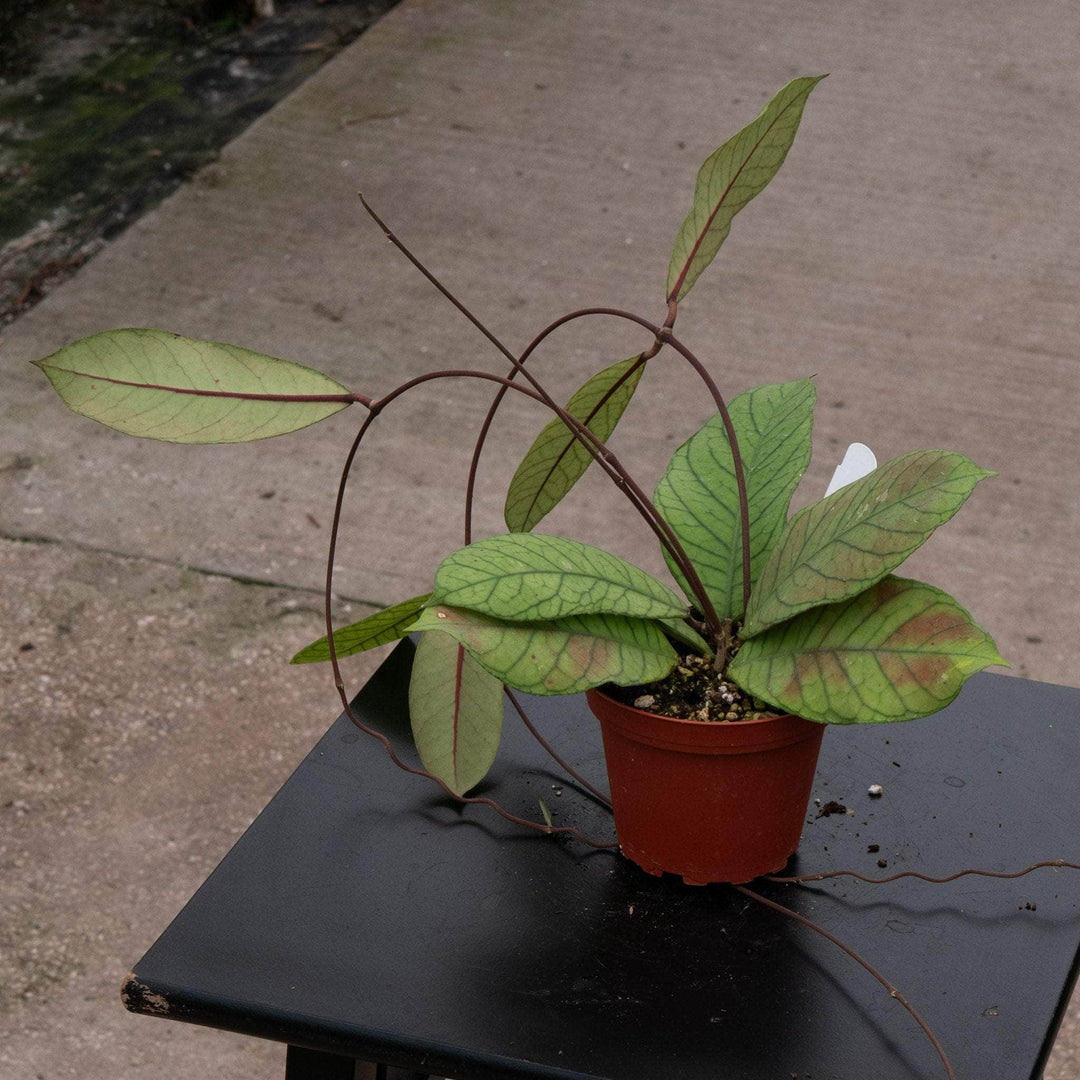 Gabriella Plants 4" Hoya RP-013
