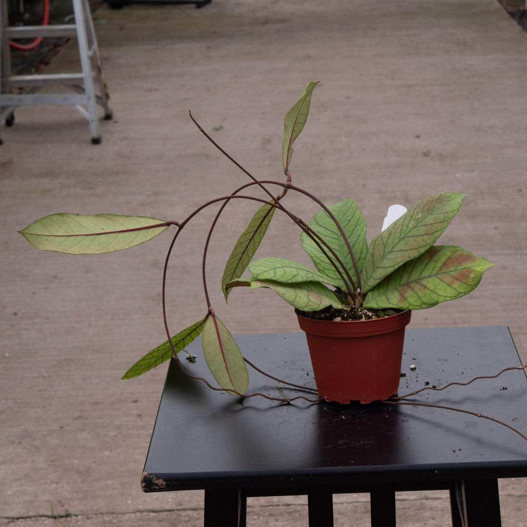 Gabriella Plants 4" Hoya RP-013