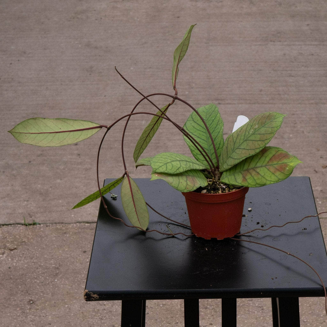 Gabriella Plants 4" Hoya RP-013