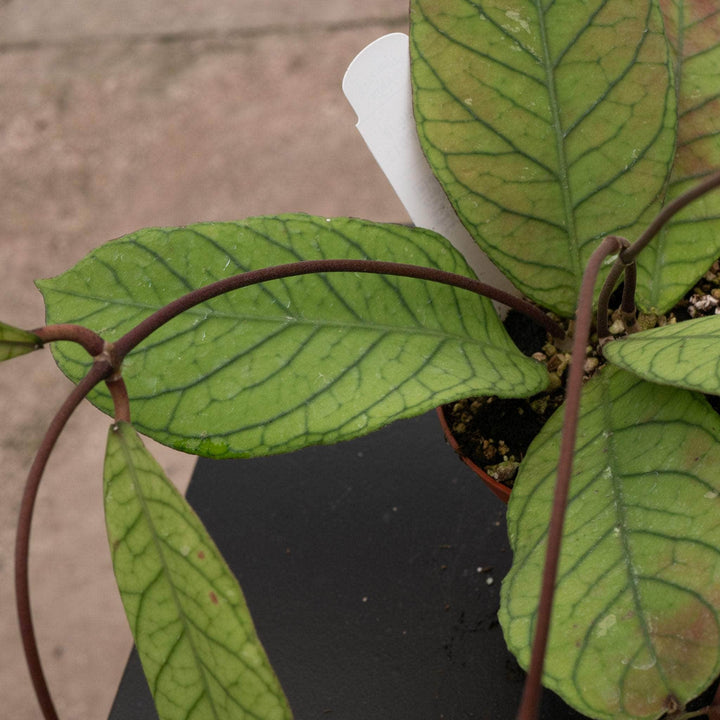 Gabriella Plants 4" Hoya RP-013
