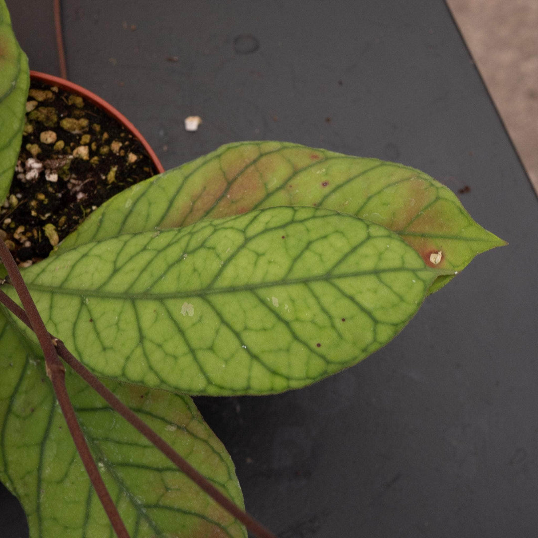 Gabriella Plants 4" Hoya RP-013