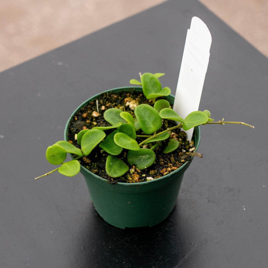 hoya house plants for sale Hoya serpens
