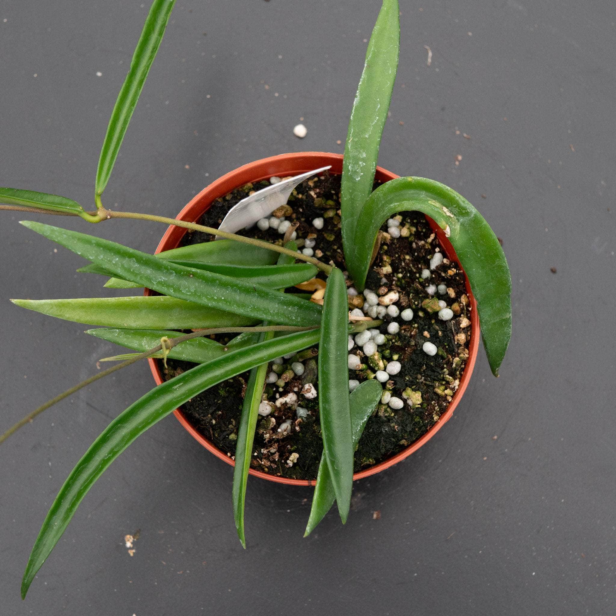 Hoya shepherdii - Gabriella Plants