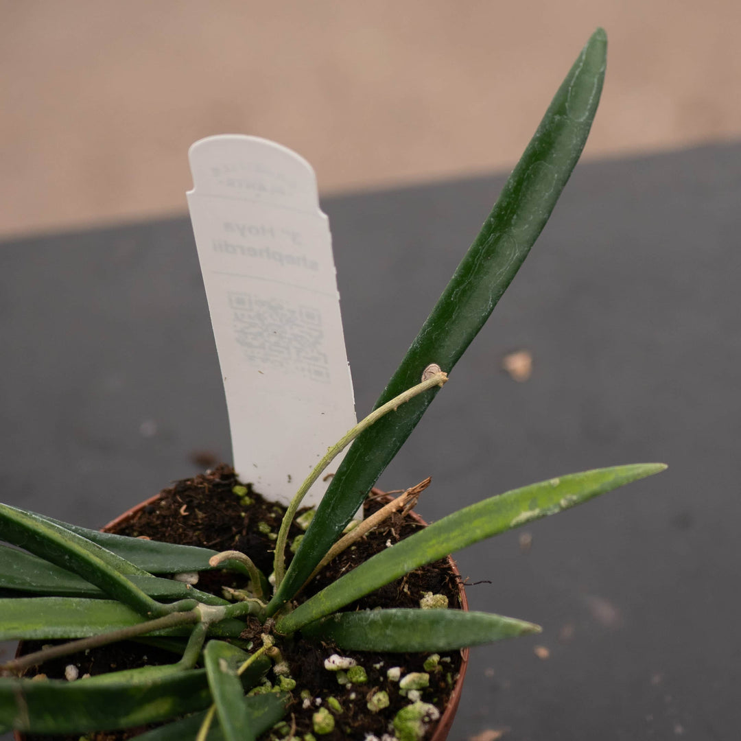 Gabriella Plants Hoya Hoya shepherdii