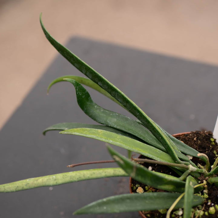 Gabriella Plants Hoya Hoya shepherdii