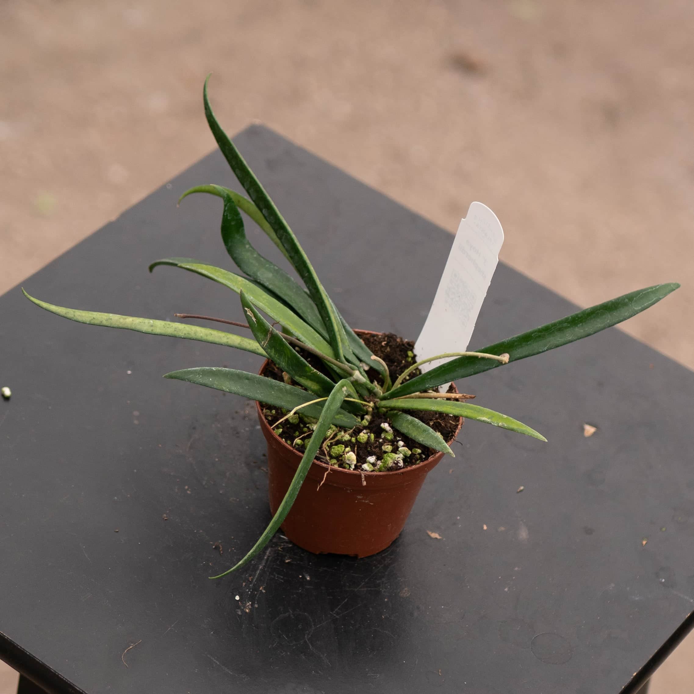 Hoya shepherdii - Gabriella Plants