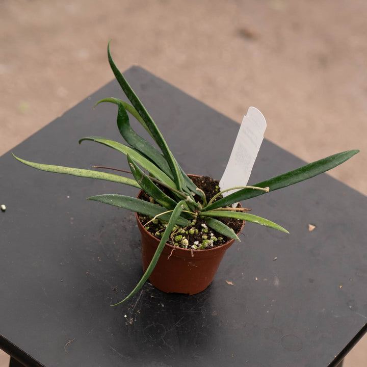 Gabriella Plants Hoya Hoya shepherdii