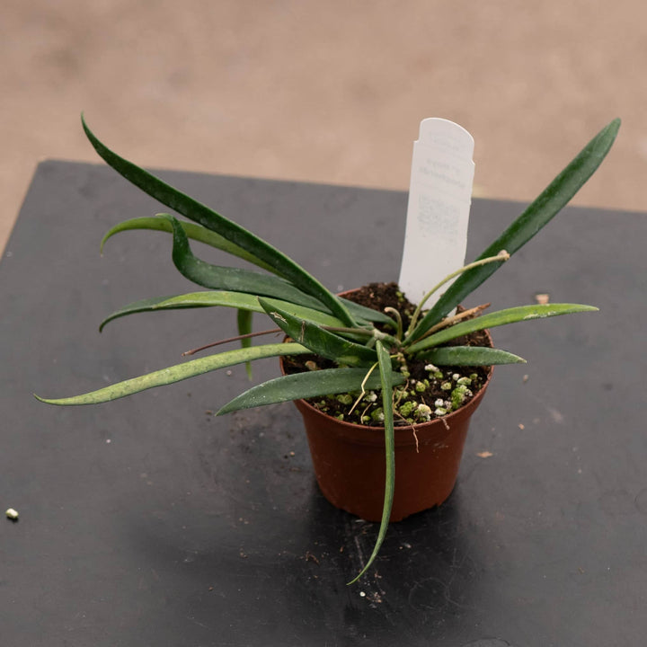 Gabriella Plants Hoya Hoya shepherdii