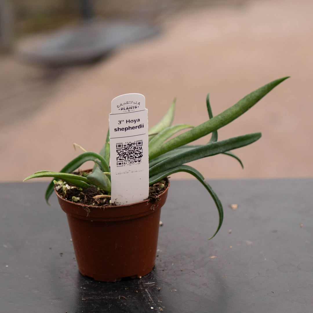 Gabriella Plants Hoya Hoya shepherdii