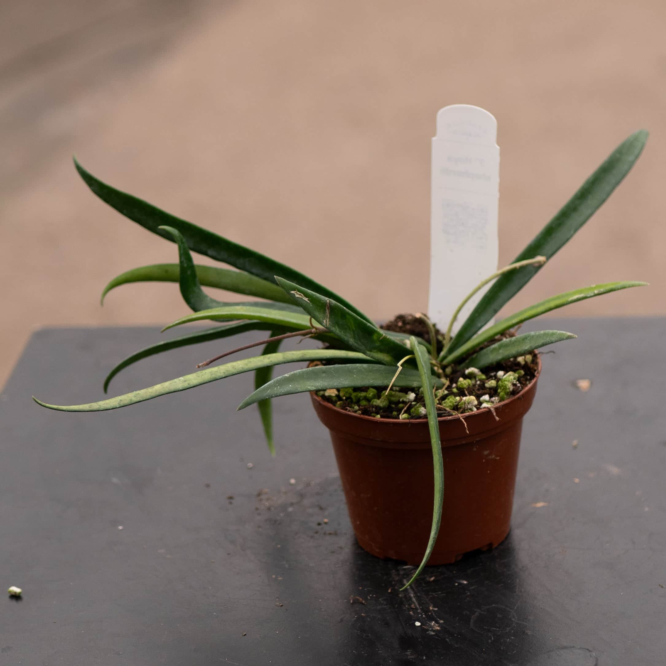 hoya ホヤ shepherdii シェパーディ 3号 ホヤ・シェパーディの花が咲いてる！ : r/hoyas