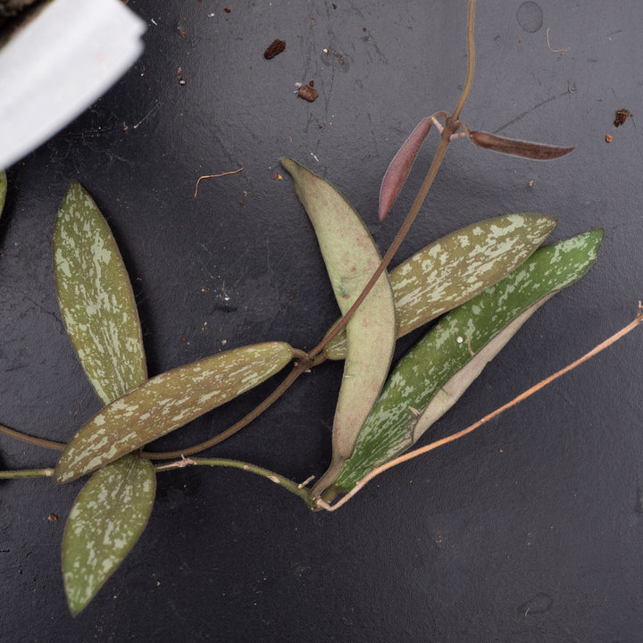 Gabriella Plants Hoya 3” Hoya sigillatis