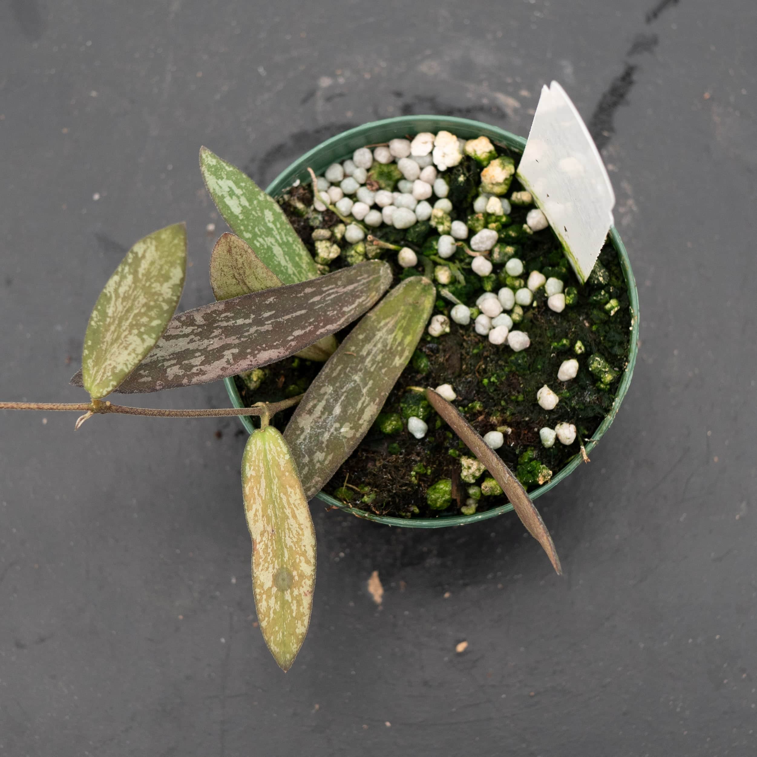Hoya sigillatis - Gabriella Plants