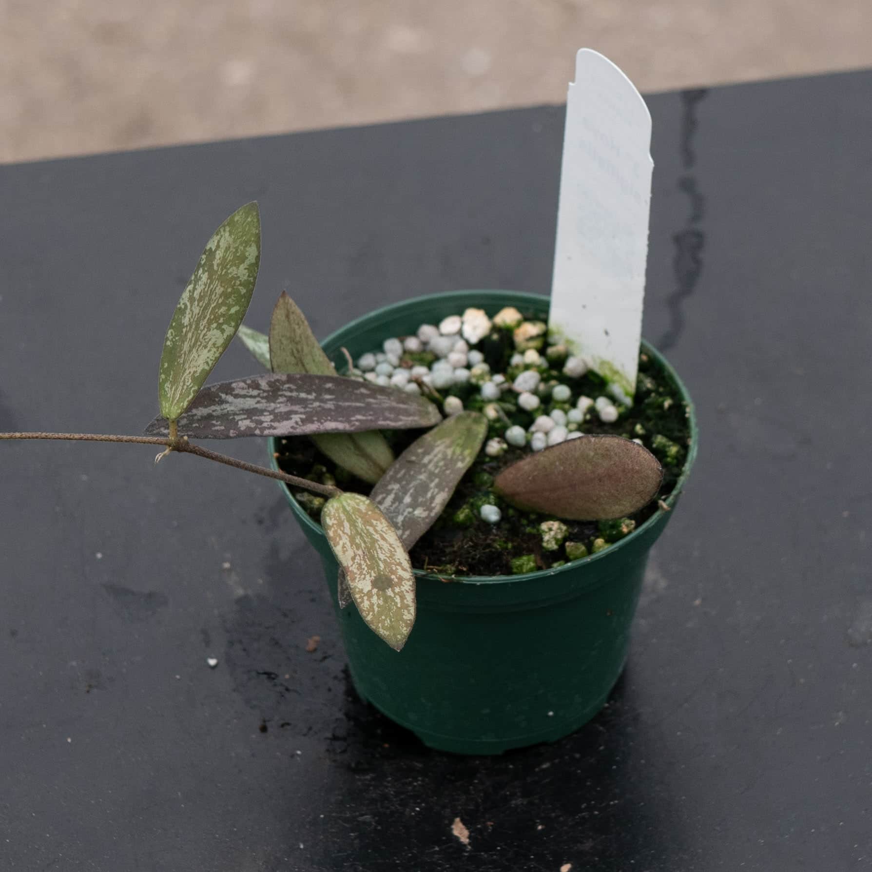 gabriella-plants-hoya-