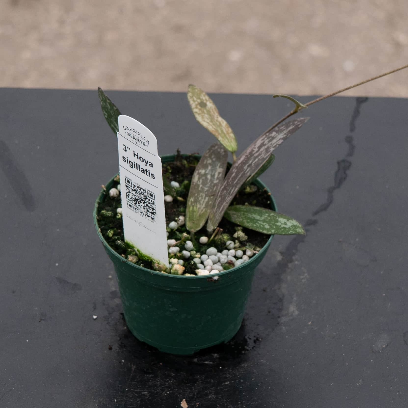 Hoya sigillatis - Gabriella Plants