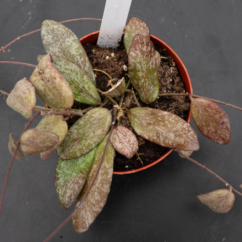 Gabriella Plants Hoya Hoya sigillatis 'Round Leaf'