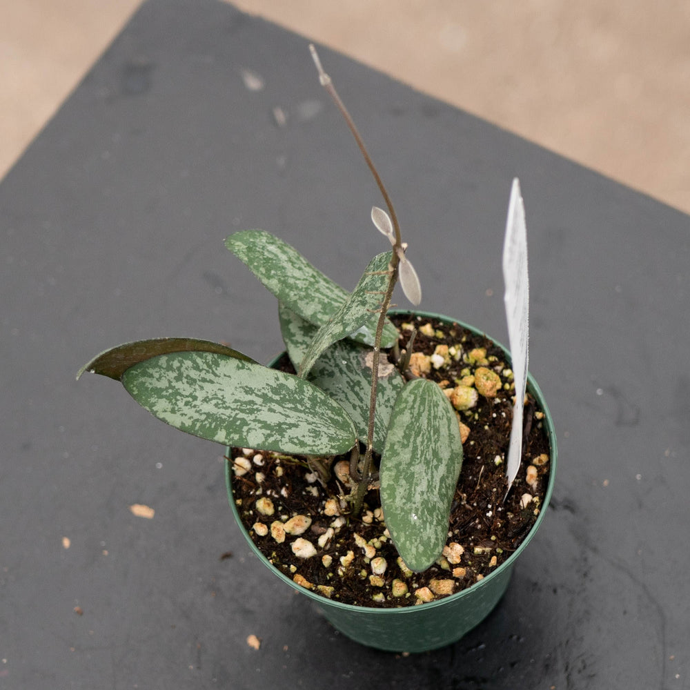 Gabriella Plants Hoya Hoya sigillatis 'Round Leaf'