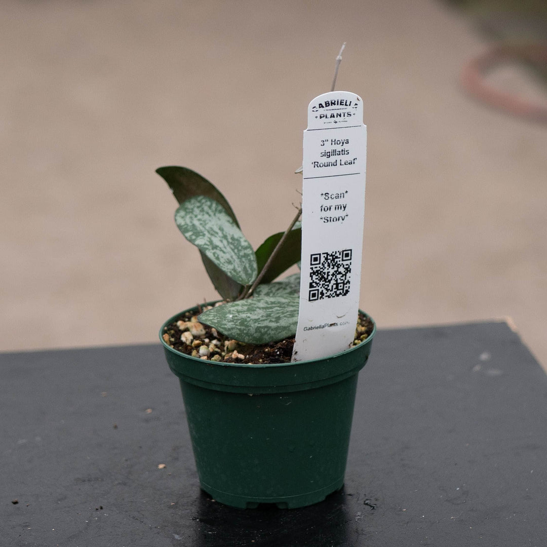 Gabriella Plants Hoya Hoya sigillatis 'Round Leaf'