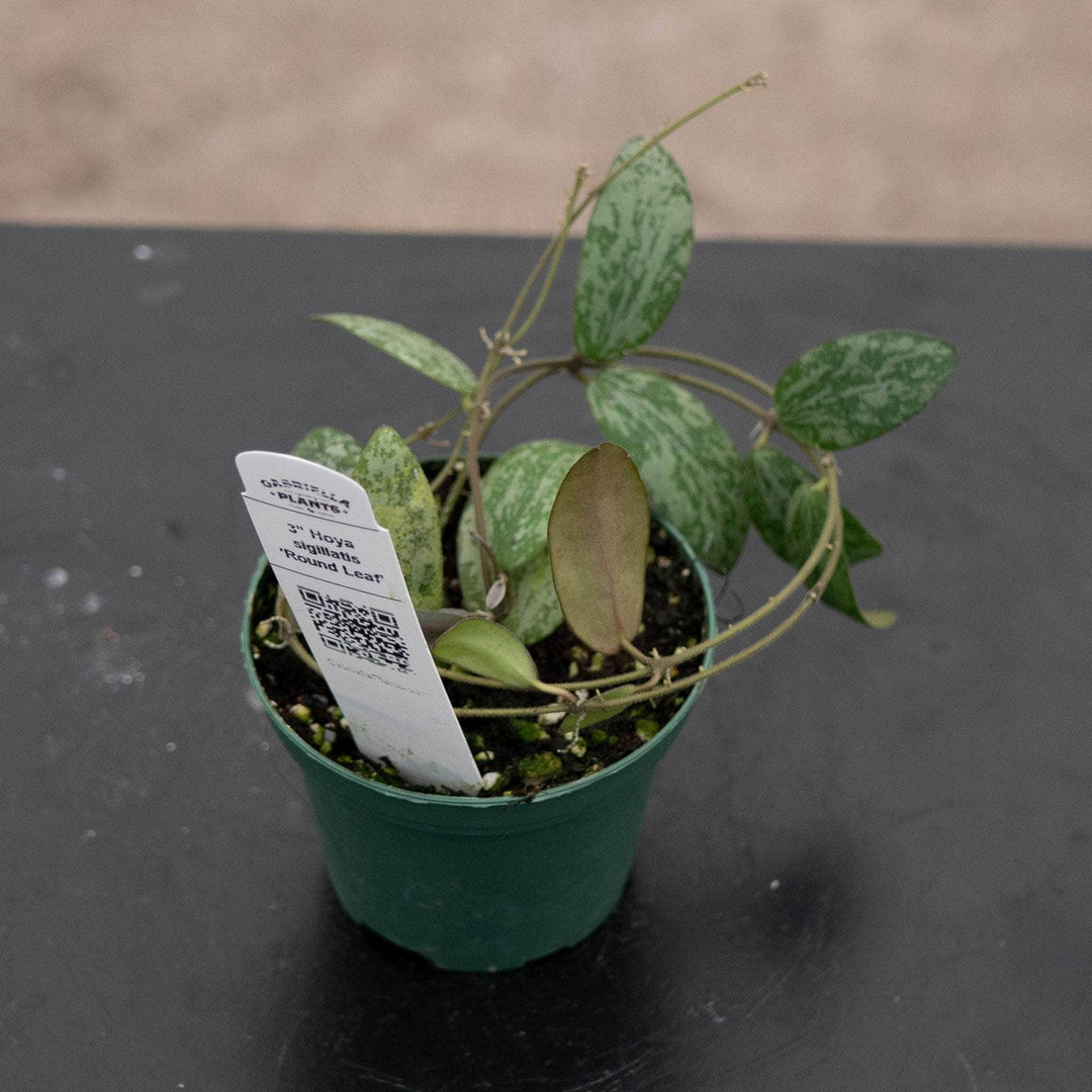 Gabriella Plants Hoya 3" Hoya sigillatis 'Round Leaf'