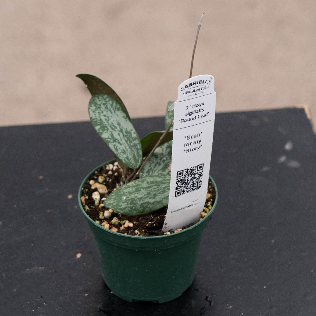 Gabriella Plants Hoya 3" Hoya sigillatis &