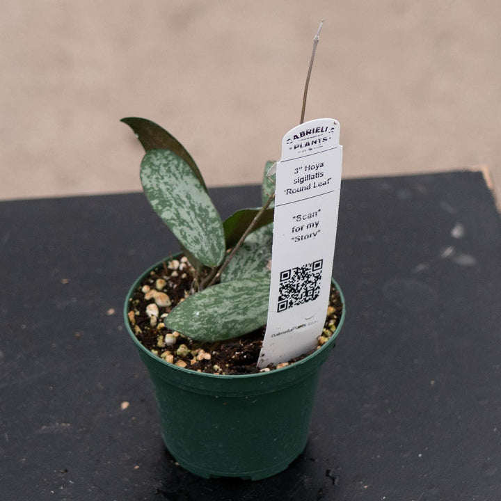 Gabriella Plants Hoya 3" Hoya sigillatis &